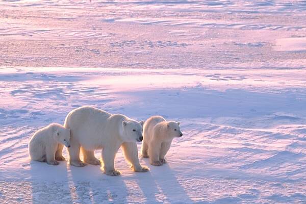 Polar Bear